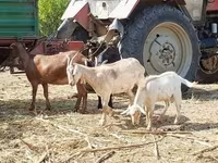 Коза, Nubian Goat — фото 4