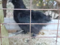 Silkie — foto 2