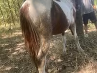 Cavalo, Indian half-bred — foto 4