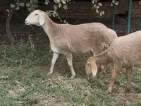Вівця, Arashan sheep — фото 1