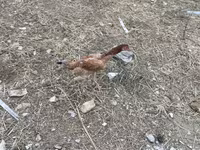 Chickens — Foto 6