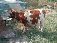 Buğa, Qırmızı-ləkəli cins — foto 3