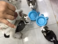 Отдаем котиков в хорошие руки, беспалтно. все кроме белых — 照片 5