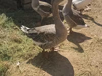 Geese — foto 1