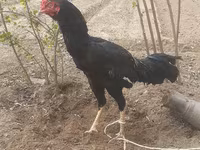 Chickens — photo 2