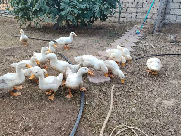 Amerikan Pekin