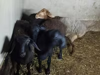 Qoyun, Hissar sheep — foto 5