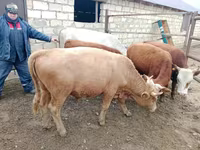 Bulle, Simmental cattle — Foto 1