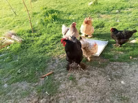 Brahma — foto 1