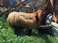 公羊, Sheep — 照片 3