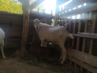 Goat, Saanen goat — photo 6