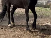 Stute, Orlov Trotter — Foto 3
