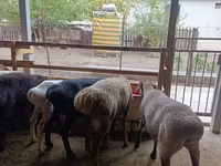 Ovce, Rhon sheep — foto 7