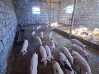 Säue, Schweine — Foto 3
