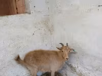 Ziege, Saanen goat — Foto 5