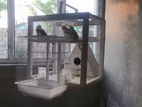 Nimfa (Cockatiel) tutuquşuları və quşlar üçün geniş qəfəs dəsti — الصورة 3