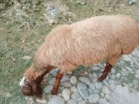 Sheep (batch, sex not specified), Arashan sheep — photo 1