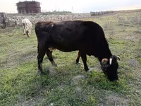 Buğa, Vəhşi jak — foto 2