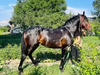 At, Swedish warmblood horse — foto 8