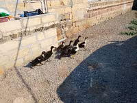 Ducks — photo 2