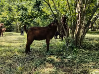 Billy Goat, Goats — photo 2