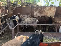 Ovce, Rhon sheep — foto 8