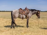 Cavalo, Quarter Horse — foto 1