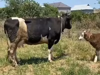 Cow, Russian Black pied cattle — photo 5