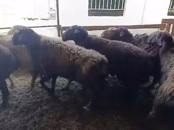 كبش, الأغنام