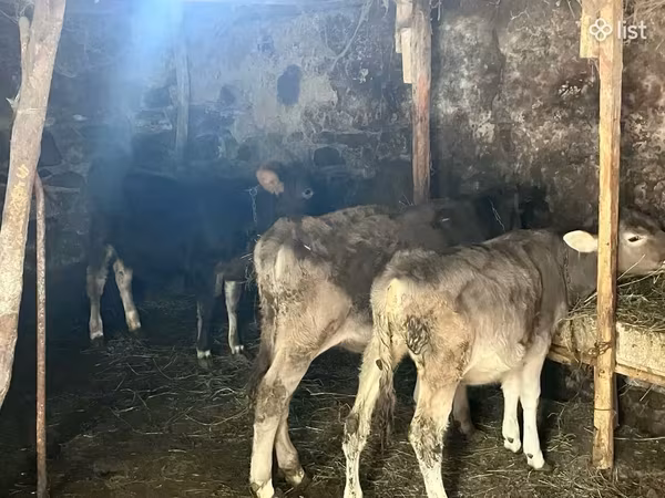 सांड, मवेशी — आर्मेनिया