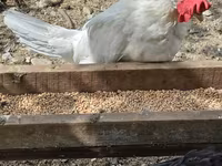 Chickens — Foto 3