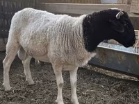Qoç, Dorper sheep — foto 4