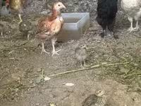 Chickens — Foto 3