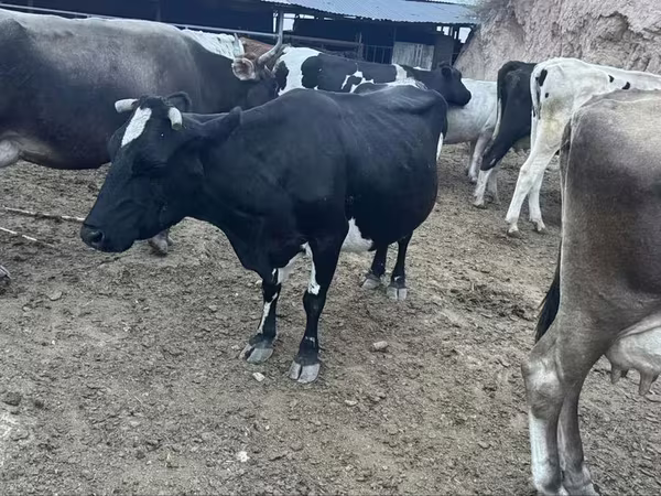 İnək, Latvian Blue cattle