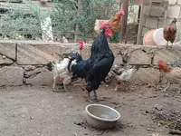 Chickens — फ़ोटो 3