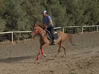 Horse (M), Karabakh horse — photo 1