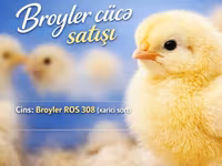 Ross 308 — foto 2