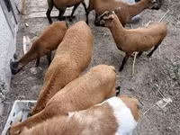 Baran, Cameroon sheep — zdjęcie 6