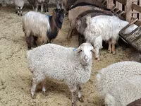 Sheep (batch, sex not specified), Sheep — photo 4