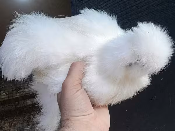 Chickens