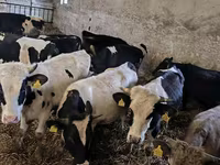 सांड, Russian Black pied cattle — फ़ोटो 7