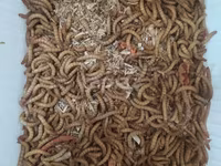 🐛 Canlı Un Qurdu Satılır! ✔️ Təzə və sağlam ✔️ Toyuqlar, quşlar və — 照片 4