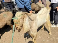 Billy Goat, Damask goat — photo 4