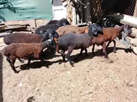 Beran, Arabi sheep — foto 3
