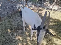 बकरा, बकरियाँ — फ़ोटो 2