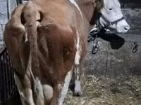 母牛, Hungarian Grey breed — 照片 3