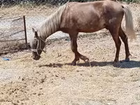 Horses (batch, sex not specified), Horses — photo 5