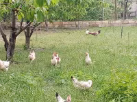 Chickens — foto 6