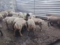 Qoç, Qoyunlar — foto 6