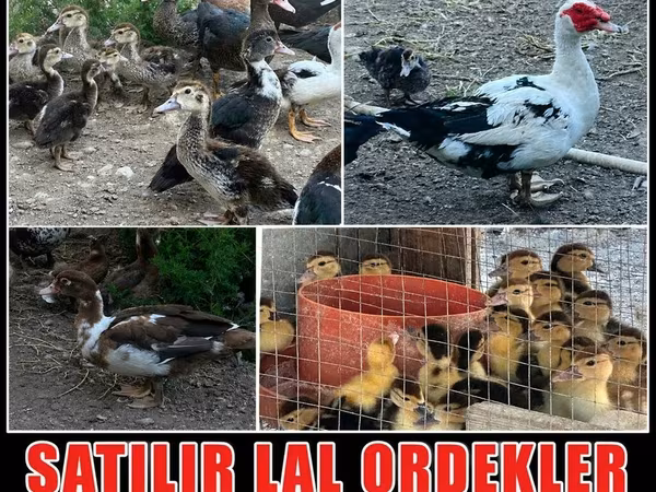Ducks — Azerbaijan